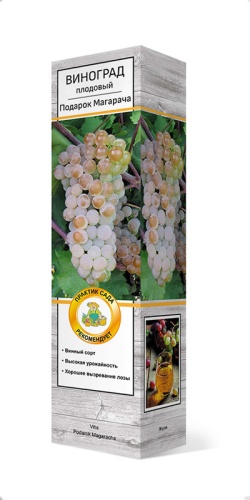 Саженцы Виноград плодовый Подарок Магарача ЦКор