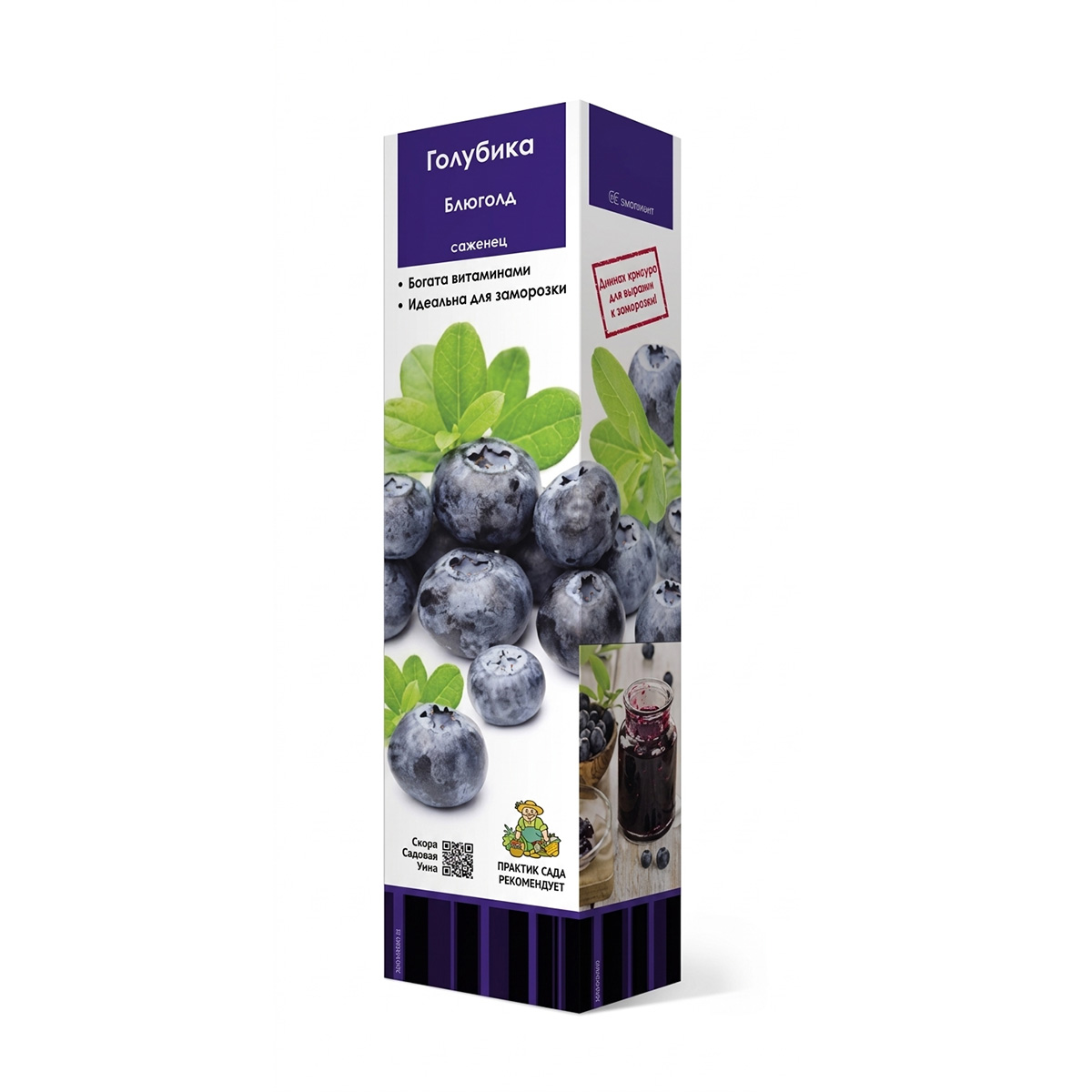 Саженцы Голубика высокорослая Блюголд ЦКор