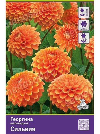Луковичные Георгина шаровидная  Сильвия