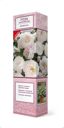 Саженцы Роза английская парковая Дездемона ЦКор