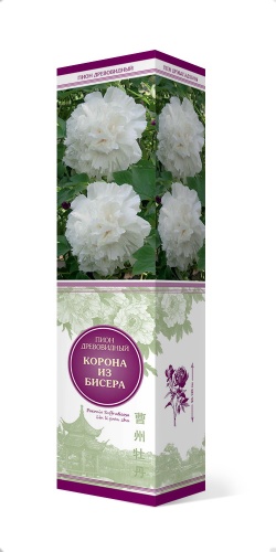 Саженцы Пион древовидный (привитый на пион травянистый) Корона из бисера ЦКор