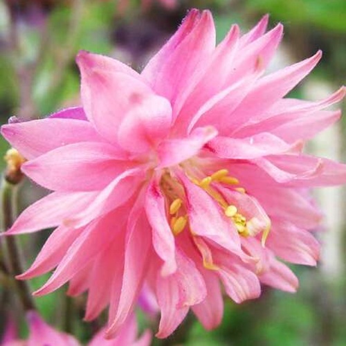 Луковицы Аквилегия гибрид МакКаны Пинк Барлоу/К