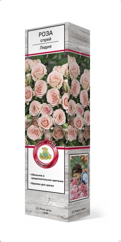 Саженцы Роза спрей Лидия ЦКор