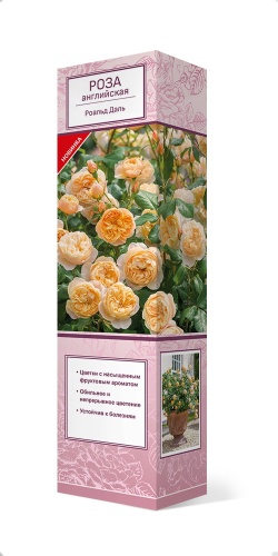 Саженцы Роза английская парковая Роальд Даль ЦКор