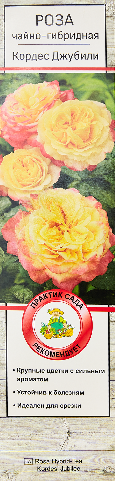 Саженцы Роза чайно-гибридная Кордес Джубили ЦКор