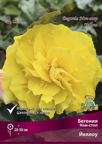 Луковичные Бегония Нон-стоп  Йеллоу