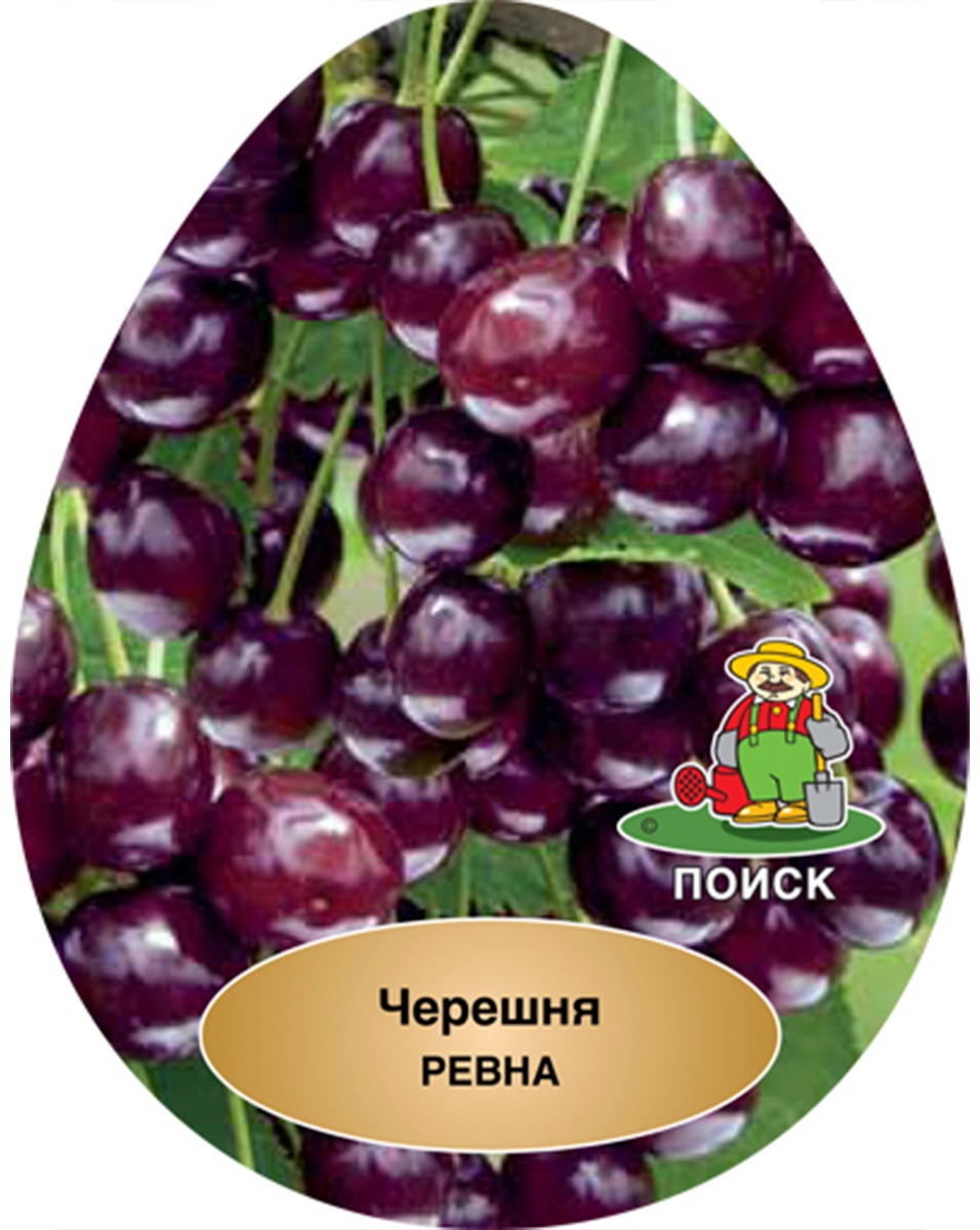 Саженцы Черешня Ревна/С