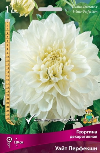 Луковичные Георгина декоративная  Уайт Перфекшн