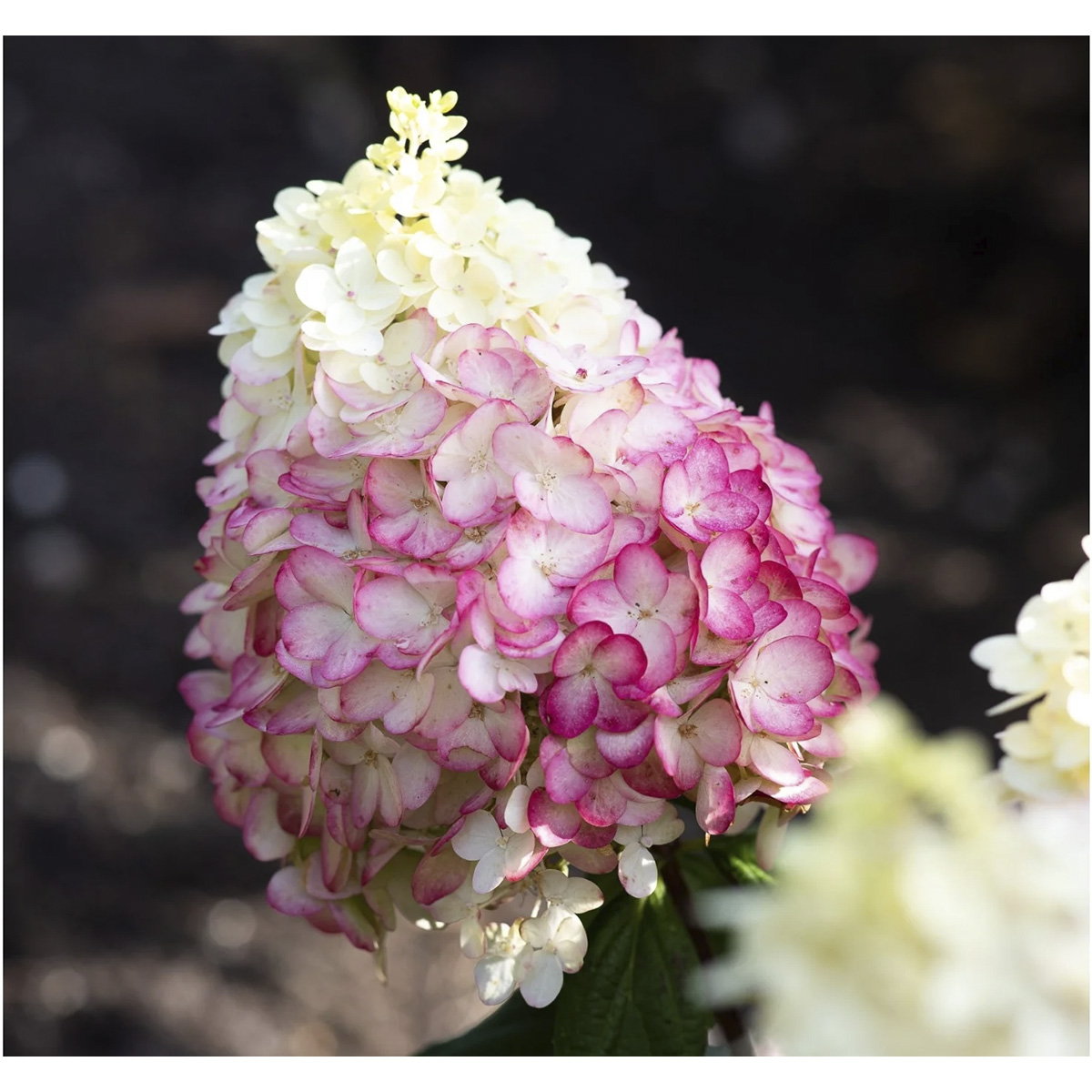 Саженцы Гортензия метельчатая Люкс Колорфул Коктейл ЦКор