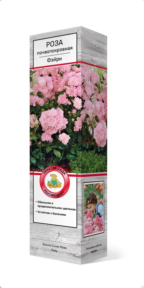 Саженцы Роза почвопокровная Фэйри/Цкор 1 шт.