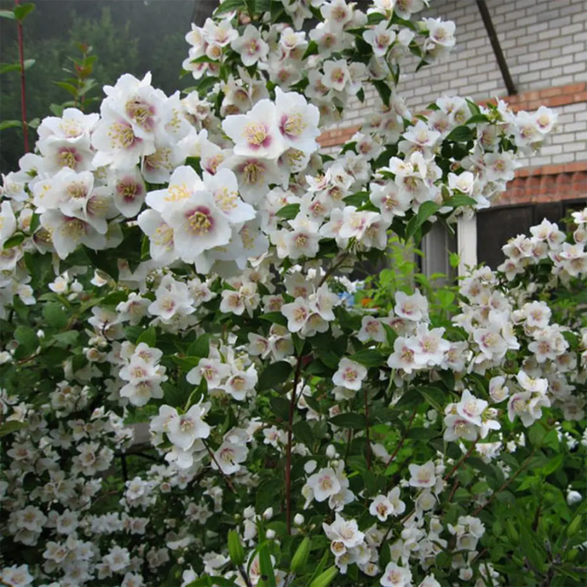 Саженцы Жасмин садовый (Чубушник) Необычный ЦКор