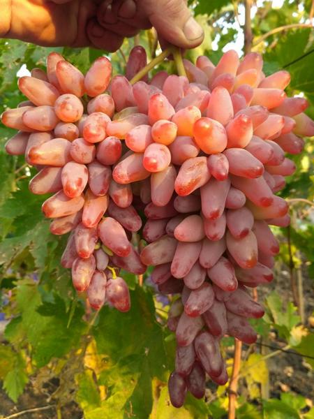 Саженцы Виноград плодовый Оригинал ЦКор