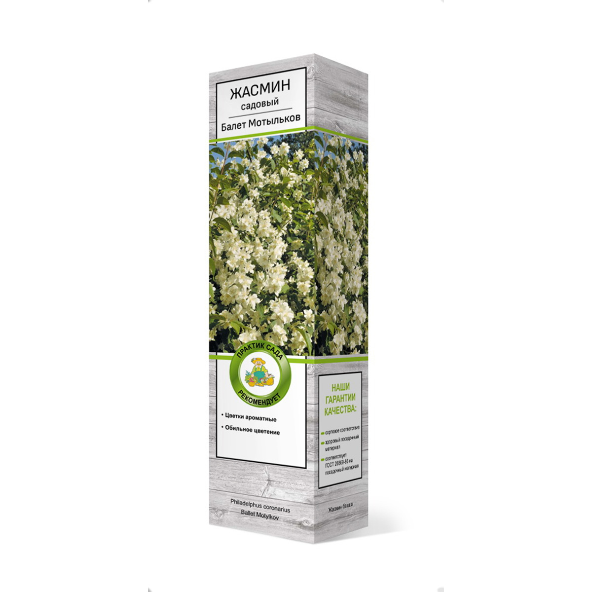 Саженцы Жасмин садовый (Чубушник) Балет Мотыльков ЦКор