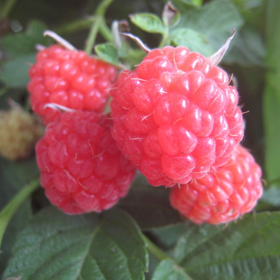 Саженцы Малина традиционные сорта (капер) Солнышко