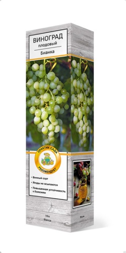 Саженцы Виноград плодовый Бианка ЦКор