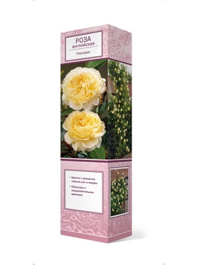 Саженцы Роза английская парковая Ванесса Белл ЦКор