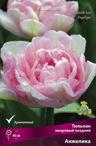 Луковицы Тюльпан Махровый поздний Анжелика 11-12/К 10шт