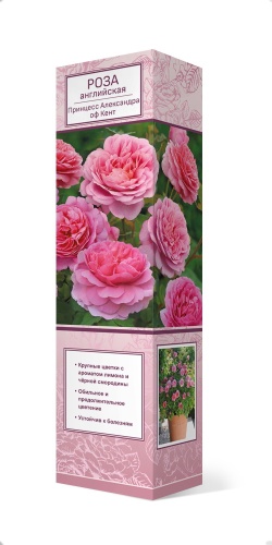Саженцы Роза английская парковая Принцесс Александра оф Кент ЦКор