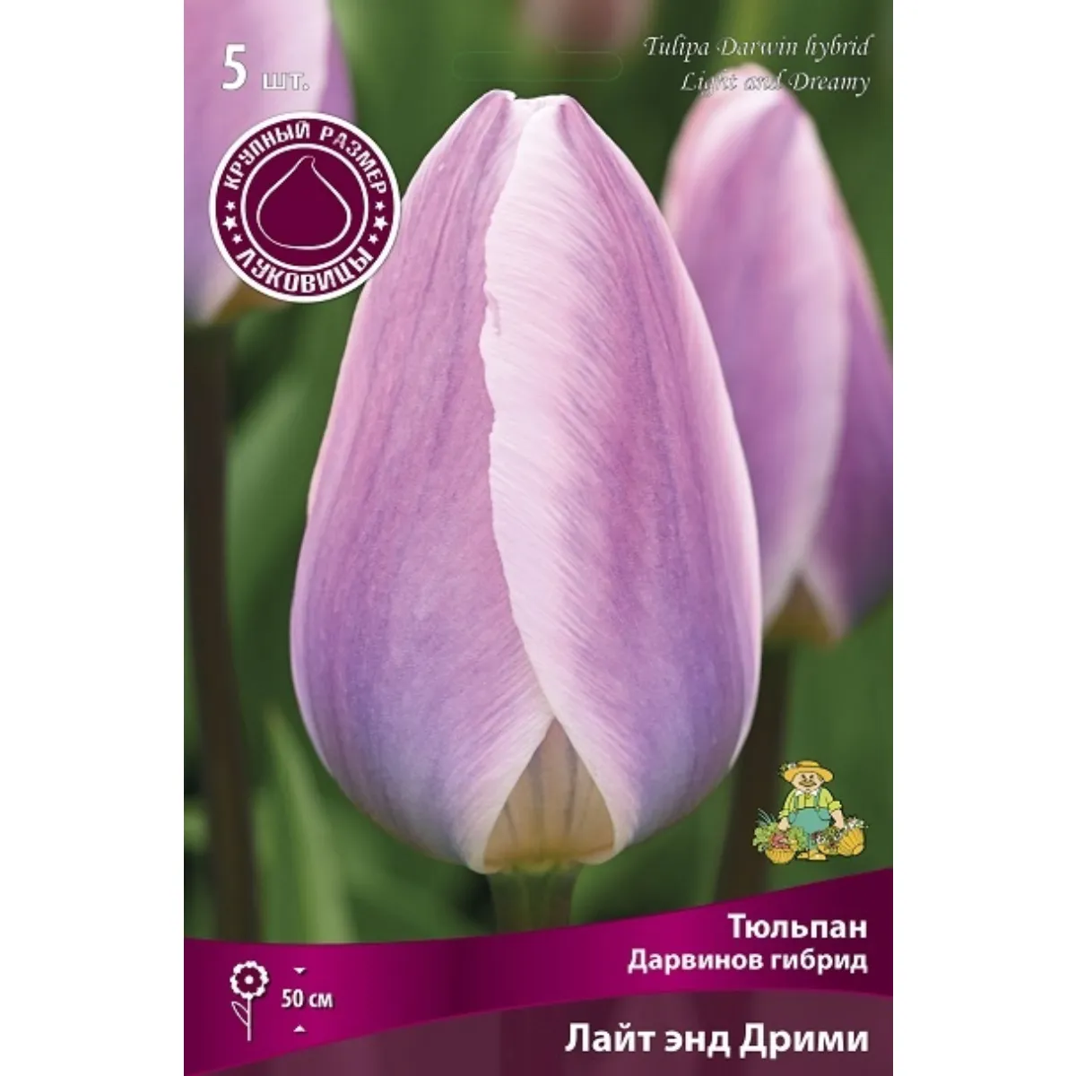 Луковицы Тюльпан Дарвинов гибрид Лайт энд Дрими, в упак. 5шт. разбор 12/+ h 50см.