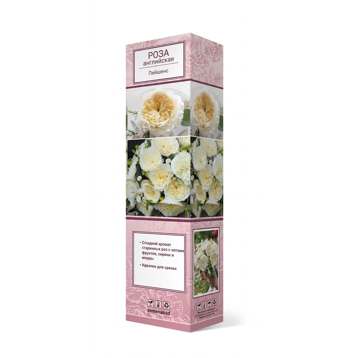 Саженцы Роза английская чайно-гибридная Пейшенс ЦКор