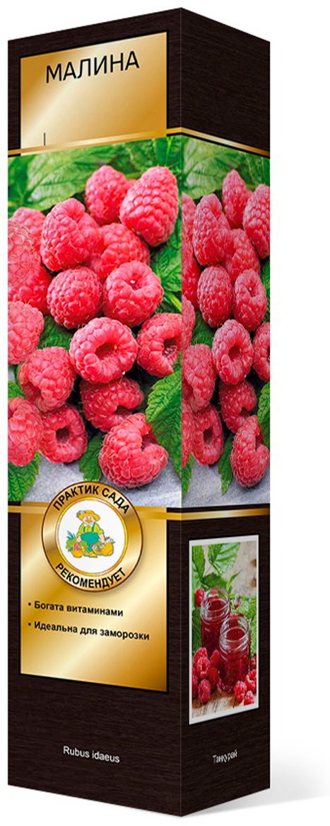 Саженцы Малина ремонтантные сорта Конёк-Горбунок/ЦКорЛюкс