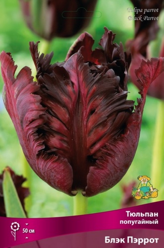 Луковицы Тюльпан Попугайный Блэк Пэррот 11-12/К 10шт