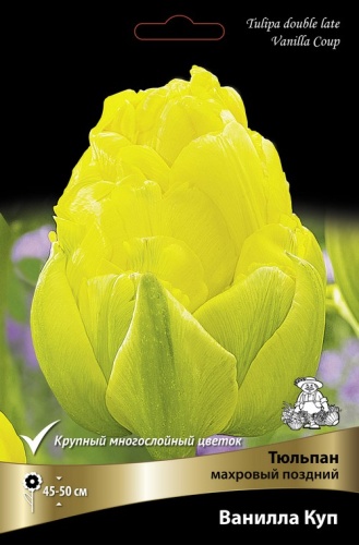 Луковицы Тюльпан Махровый поздний Ванилла Куп 11-12/К 5шт