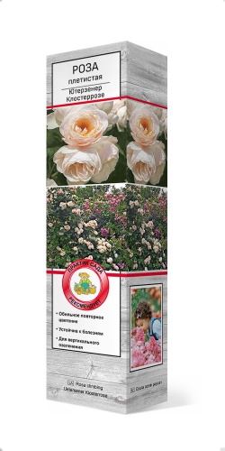 Саженцы Роза плетистая Ютерзенер Клостеррозе ЦКор