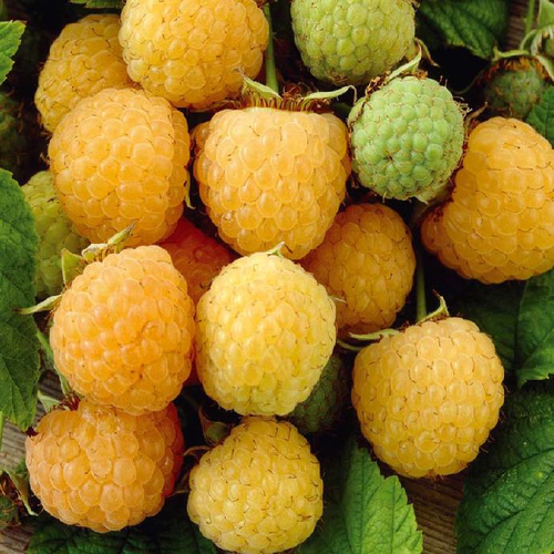 Саженцы Малина перспективные сорта Ананасная Вигорова ЦКор