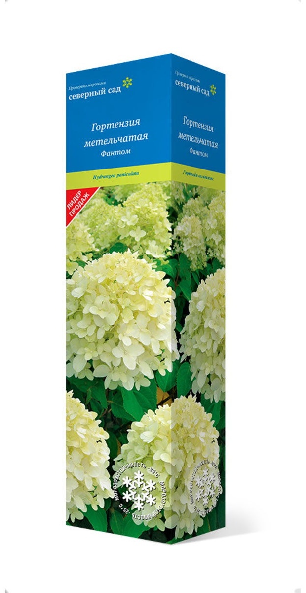 Саженцы Гортензия метельчатая Фантом/ЦКор