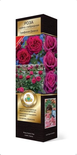 Саженцы Роза Кордес чайно-гибридная Графиня Диана ЦКор