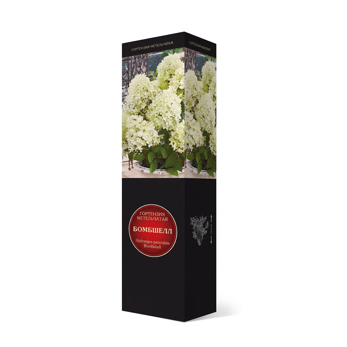 Саженцы Гортензия метельчатая Люкс Бомбшелл ЦКор