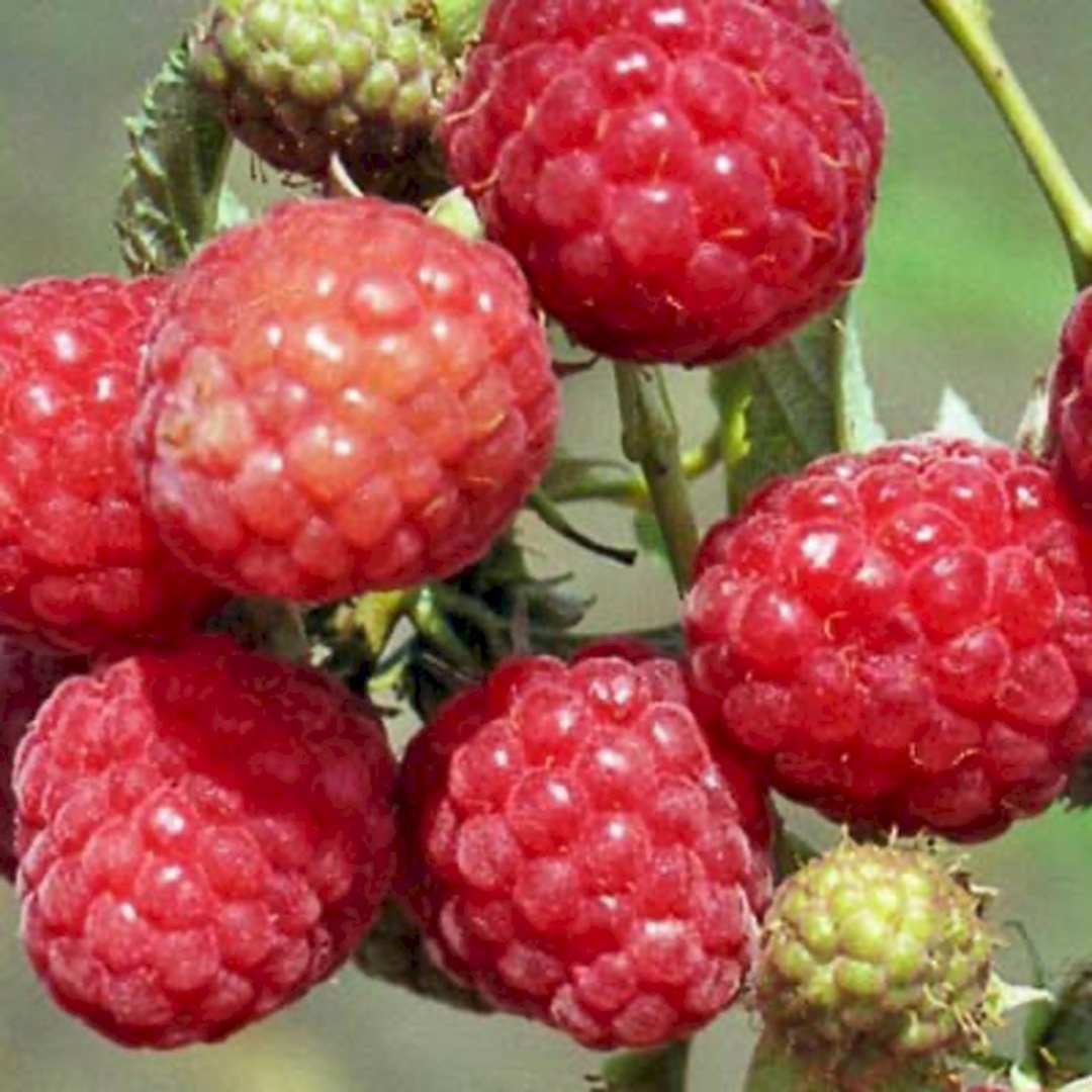 Саженцы Малина ремонтантные сорта Геракл/ЦКорЛюкс