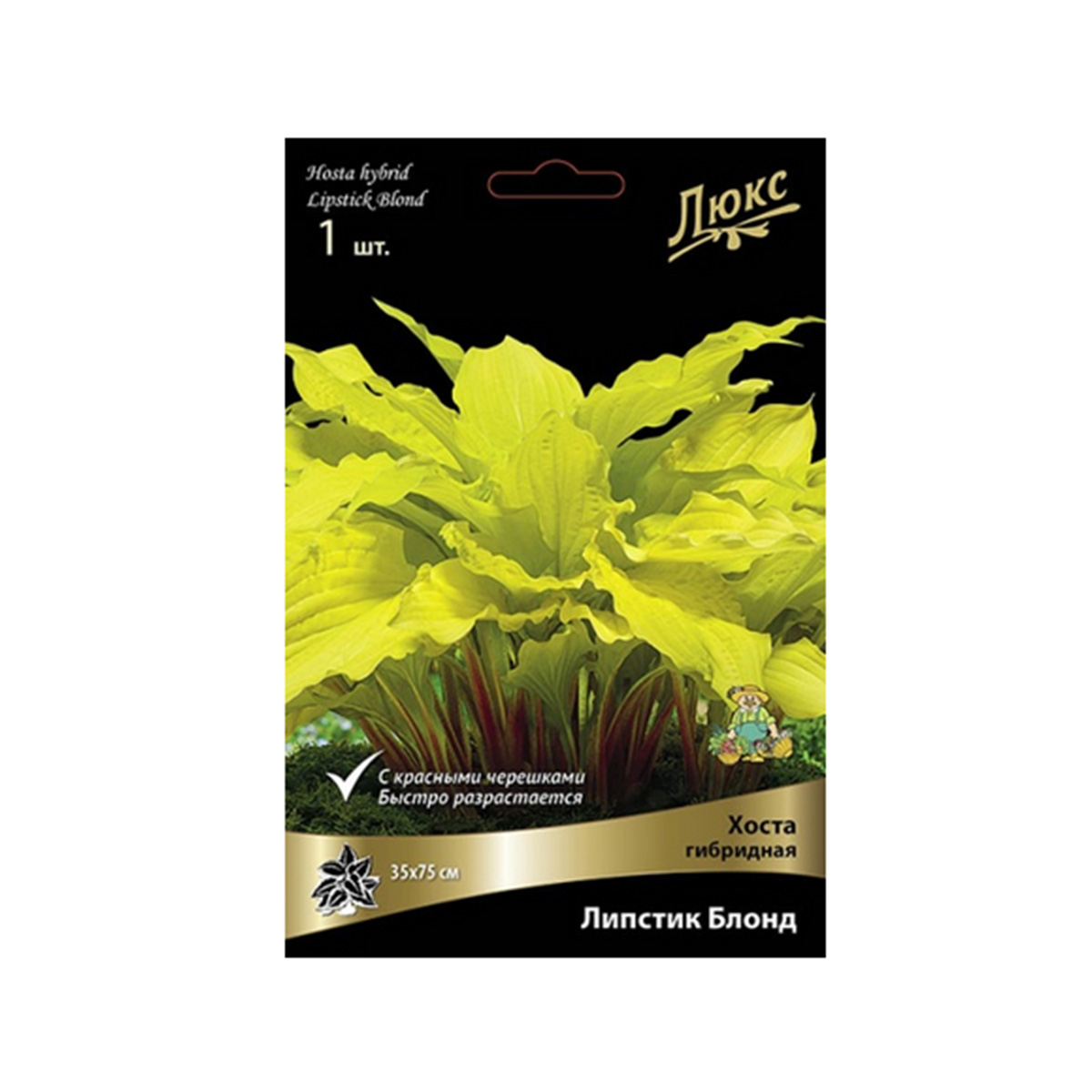 Луковицы Хоста гибридная Липстик Блонд*/К