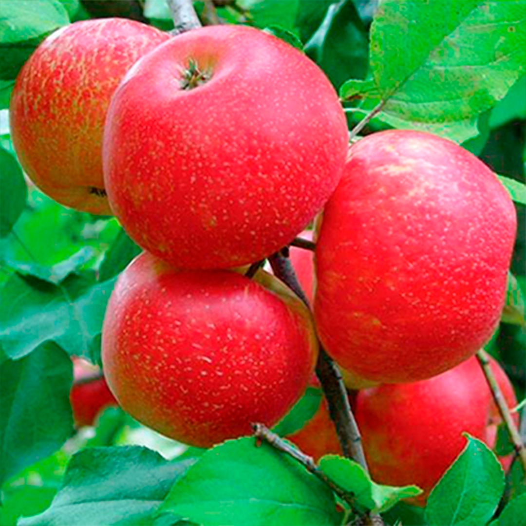 Саженцы Яблоня Хонейкрисп/подвой 54-118 полукарл/С