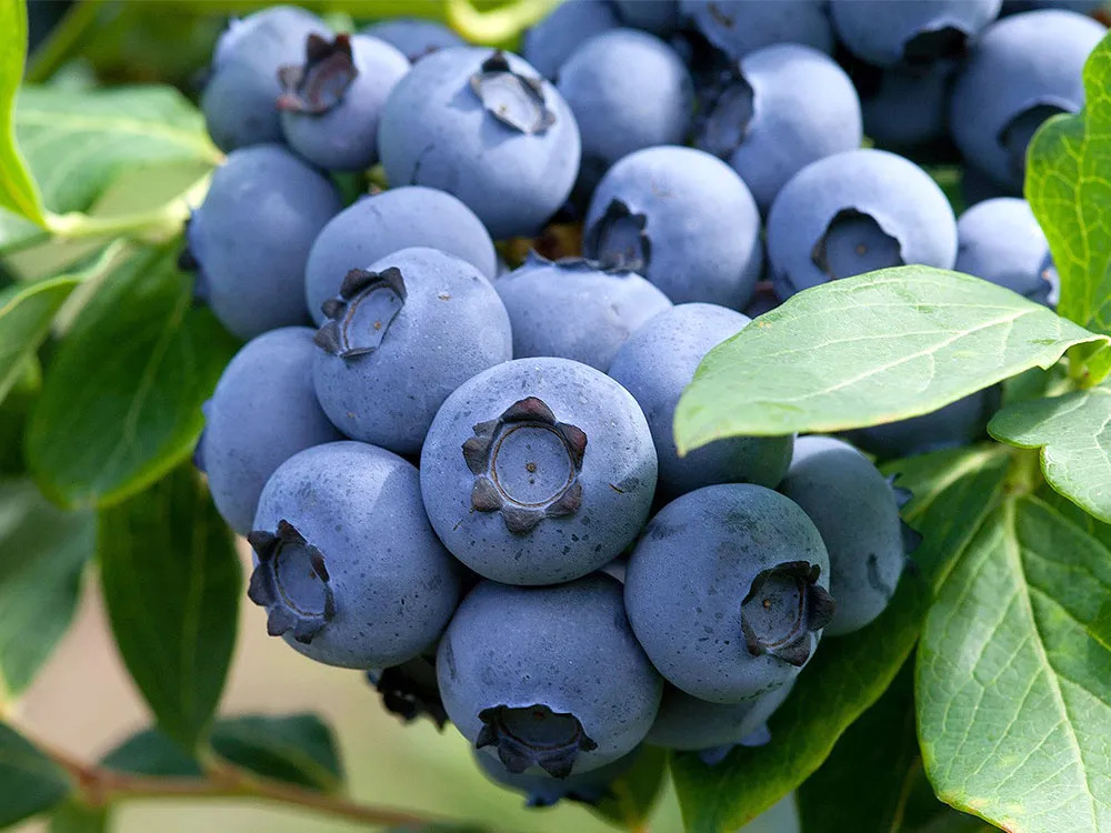 Саженцы Голубика высокорослая Блюкроп/Цкор 1 шт.