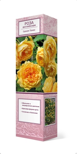 Саженцы Роза английская парковая Грэхэм Томас ЦКор