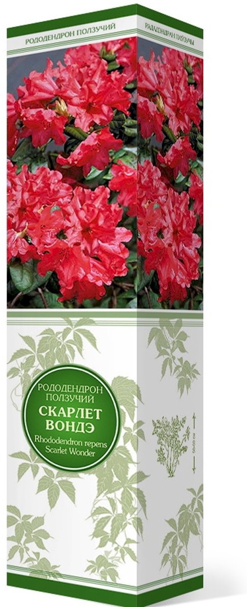 Саженцы Рододендрон ползучий Скарлет Вондэ/ЦКор