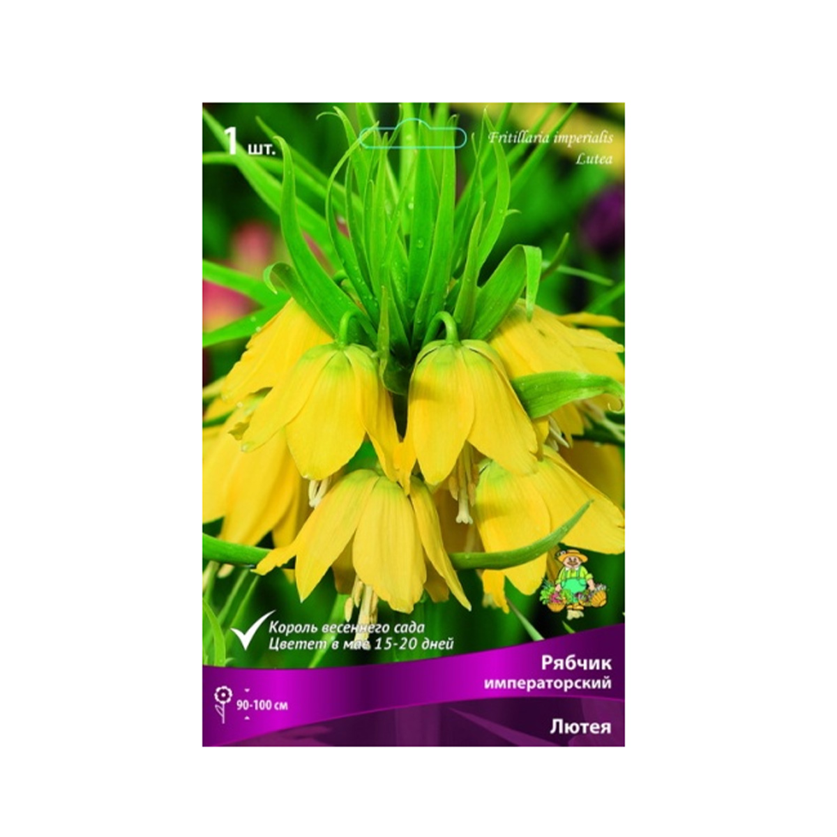 Луковицы Рябчик императорский Лютея 20-24/К