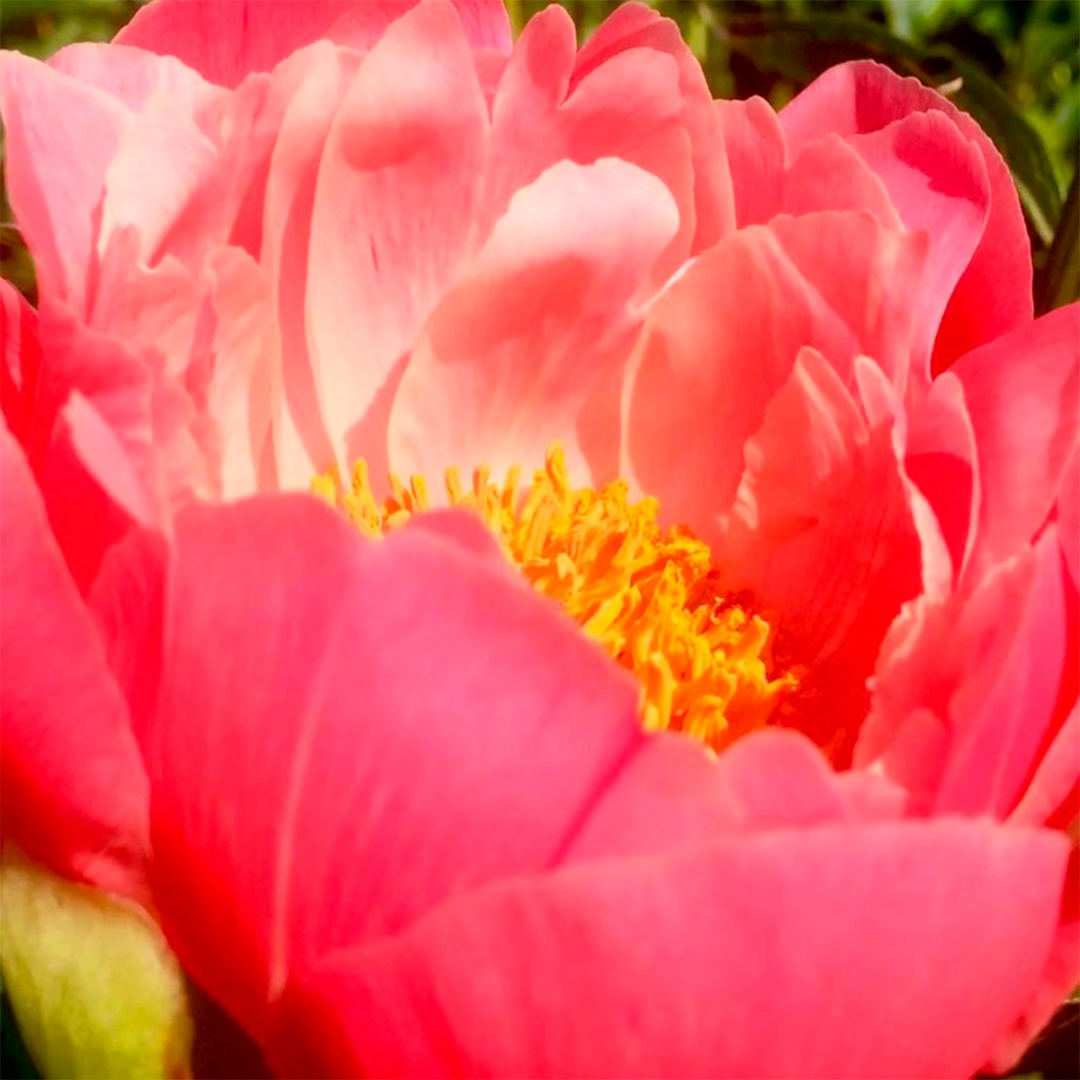 Саженцы Пион гибридный Корал Бич 2-3/Кор