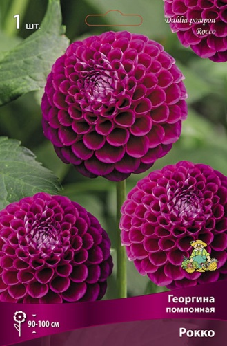 Луковичные Георгина помпонная  Рокко
