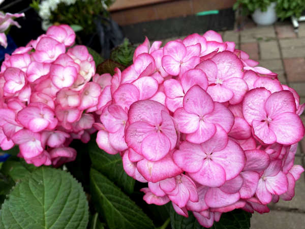 Саженцы Гортензия крупнолистовая Окская Весна