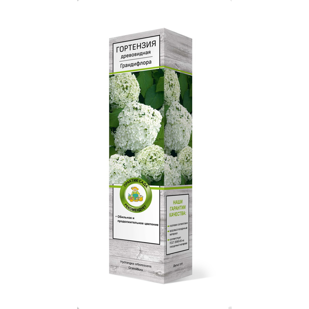 Саженцы Гортензия древовидная Грандифлора ЦКор