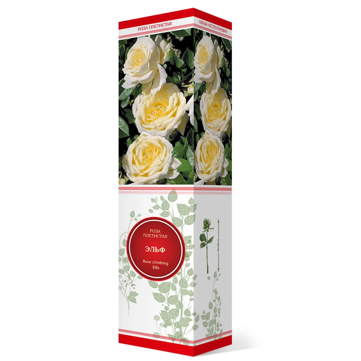 Саженцы Роза плетистая Эльф/ЦКор