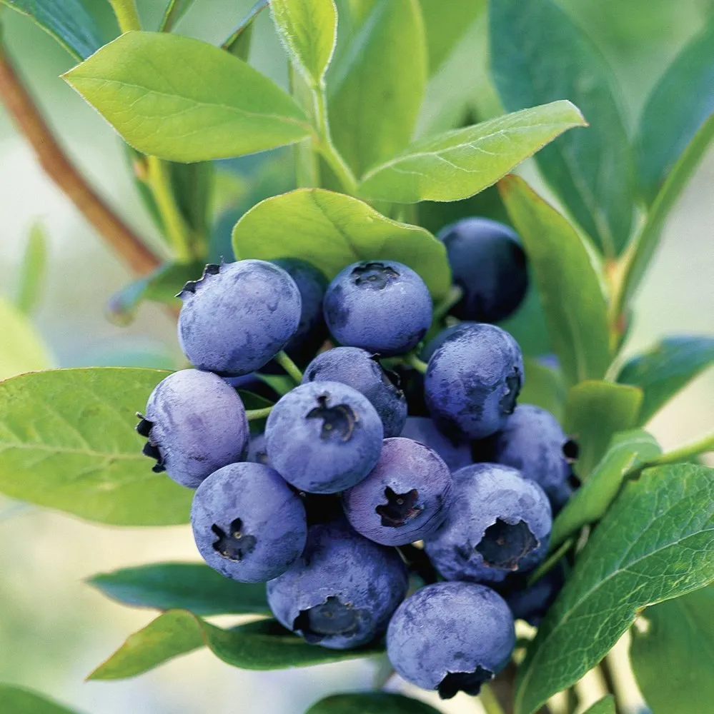 Саженцы Голубика высокорослая Голдтраубе 71 туба