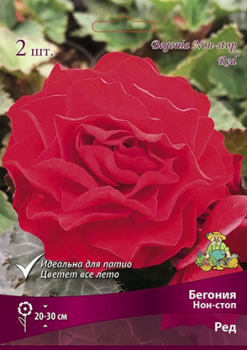 Луковичные Бегония Нон-стоп  Ред