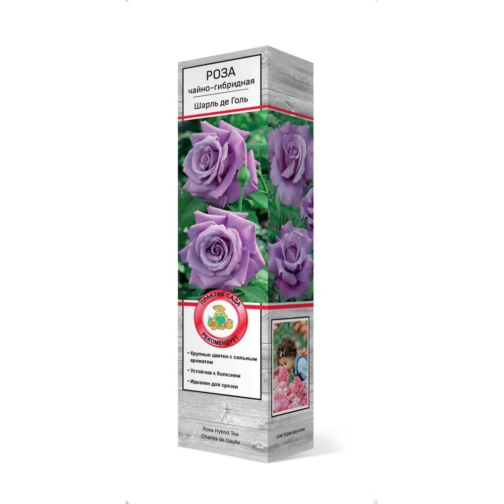 Саженцы Роза чайно-гибридная Блю Мун ЦКор