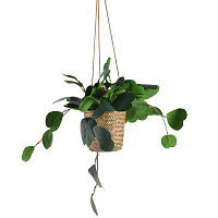 Растение искусственное в горшке Хойя сердцевидная 22х25 см 808389 Kmg