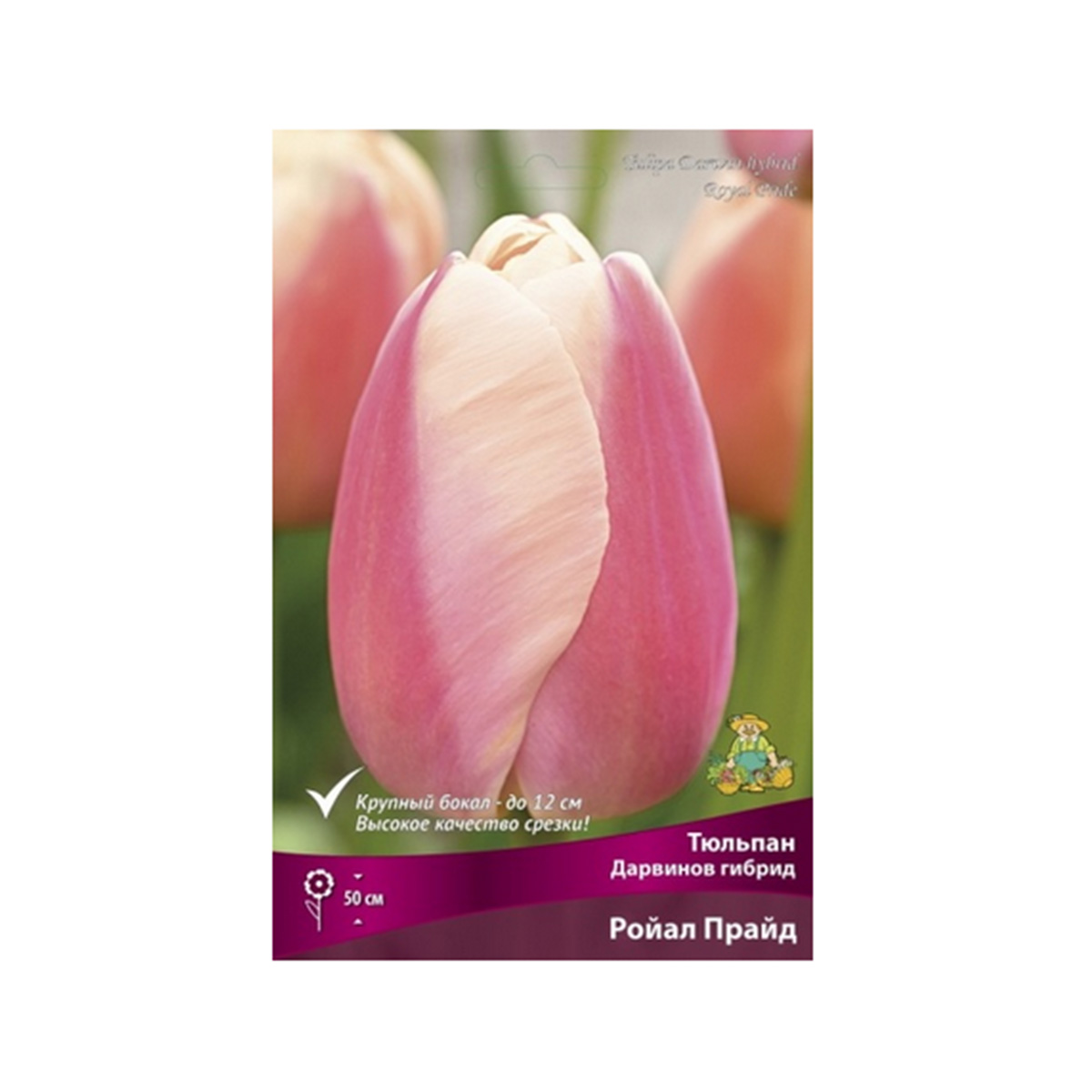 Луковицы Тюльпан Дарвинов гибрид Ройал Прайд 11-12/К 10шт