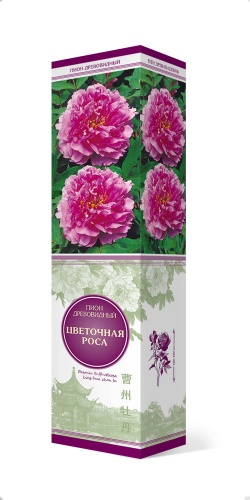 Саженцы Пион древовидный (привитый на пион травянистый) Цветочная Роса ЦКор
